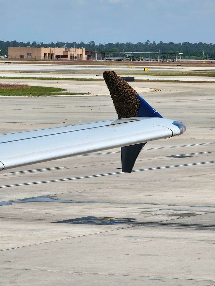 Swarm of bees clustered on an airplane wingtip at an airport, an unreal photograph capturing a strange natural event.
