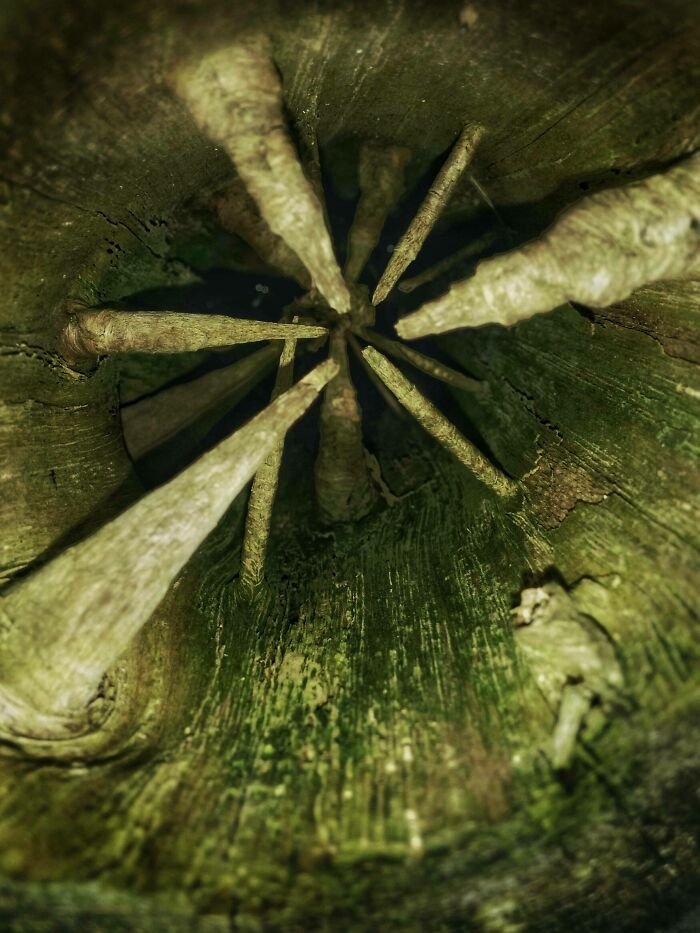 Unreal photograph of unusual wooden spikes growing inward inside a hollow tree trunk with green moss texture.