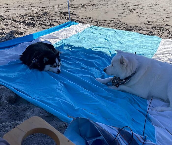 Two dogs resting on a blue beach blanket on sand, showcasing essential finds to conquer sun, sand, and snack attacks.