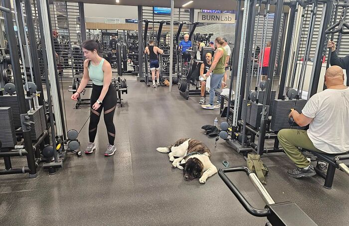 Gym scene with people working out around a large dog lying on the floor, illustrating annoying gym moments.