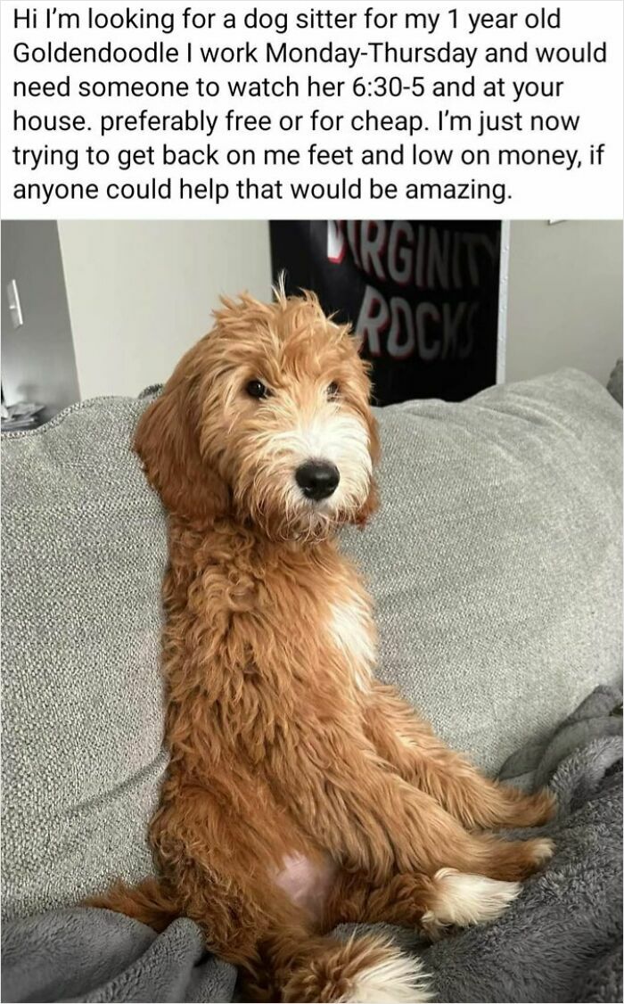 Curly brown dog sitting on couch with a text asking for a free or cheap dog sitter, showing entitlement.