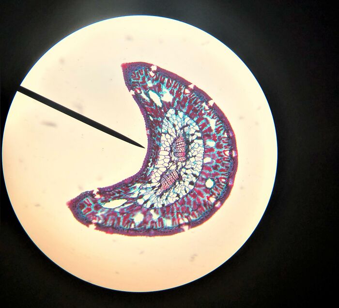 Microscopic image of an ordinary plant stem section showing cellular details and structures under magnification.