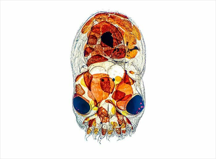 Microscopic image showing a detailed view of an organism’s internal structure with vibrant colors and fine details.