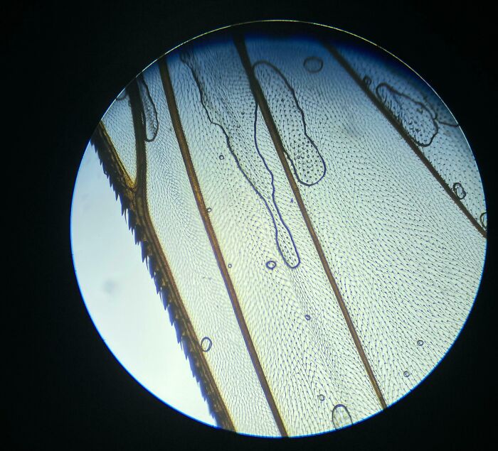 Microscopic image showing detailed wing structure with veins and fine mesh pattern at high magnification.