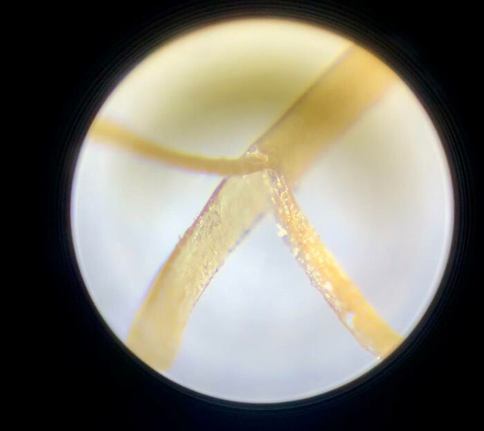 Close-up microscopic image showing intricate details of three intersecting strands with a soft blurred background.