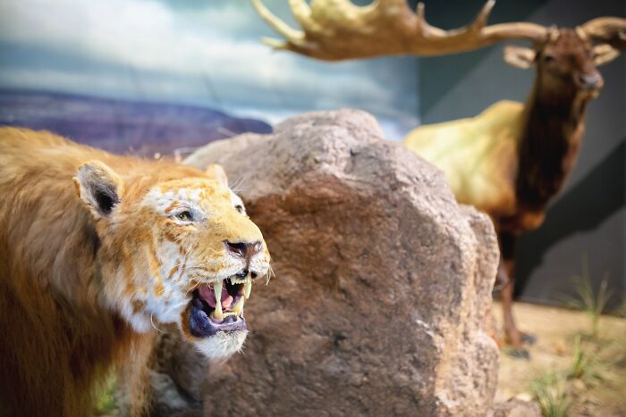 Taxidermy of a saber-toothed tiger and an extinct moose displayed illustrating animals that sadly went extinct.