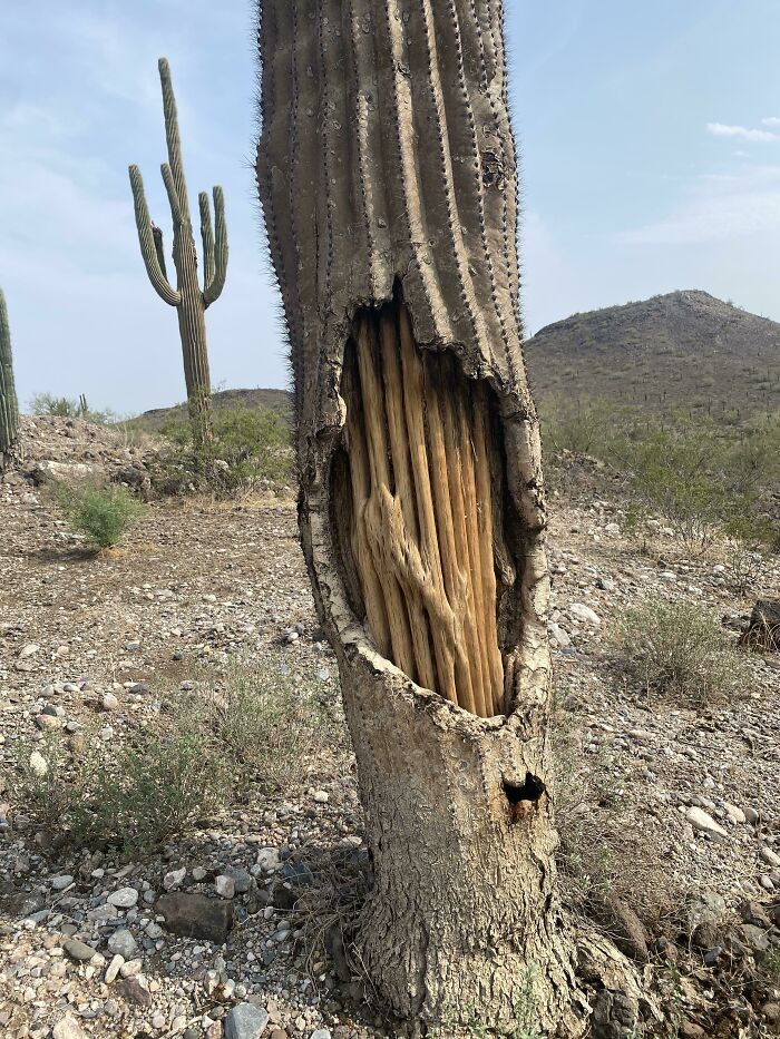 Hollowed saguaro cactus in a desert landscape showing the natural wooden ribs, captured in an unreal photograph.