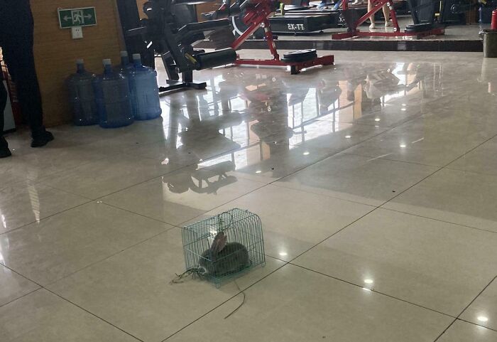 Small animal trapped in a cage on a gym floor among workout equipment causing annoying gym moments.