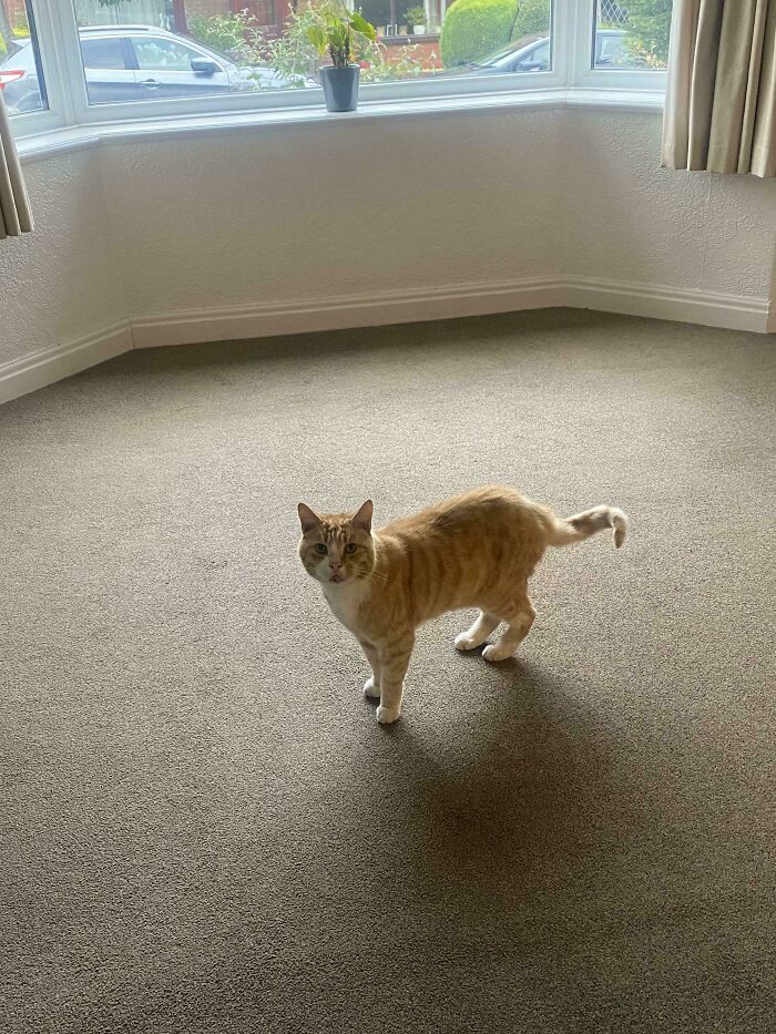 Orange cat standing on carpet in an empty room with large window and natural light coming in.
