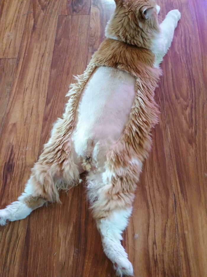 Orange cat with shaved midsection lying stretched out on a wooden floor showing fluffy fur edges.