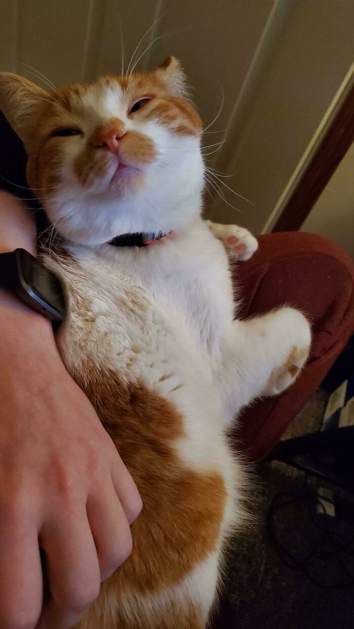 Orange cat with white patches resting comfortably on a person's lap, showcasing the communal brain cell trait of orange cats.