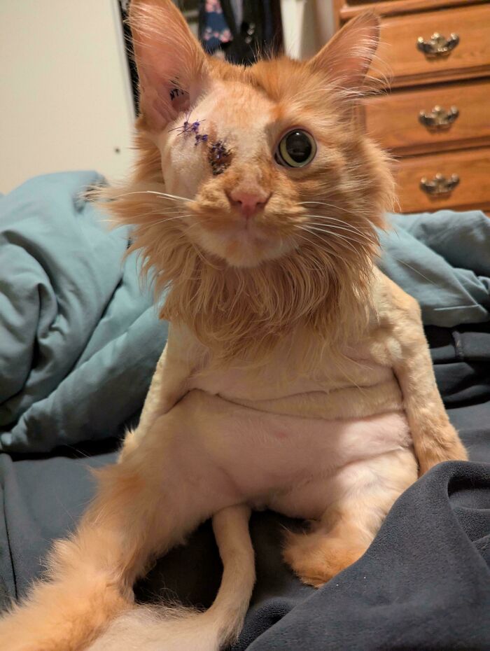 Orange cat with one eye stitched closed sitting on a bed, showing unique character and charm typical of orange cats.