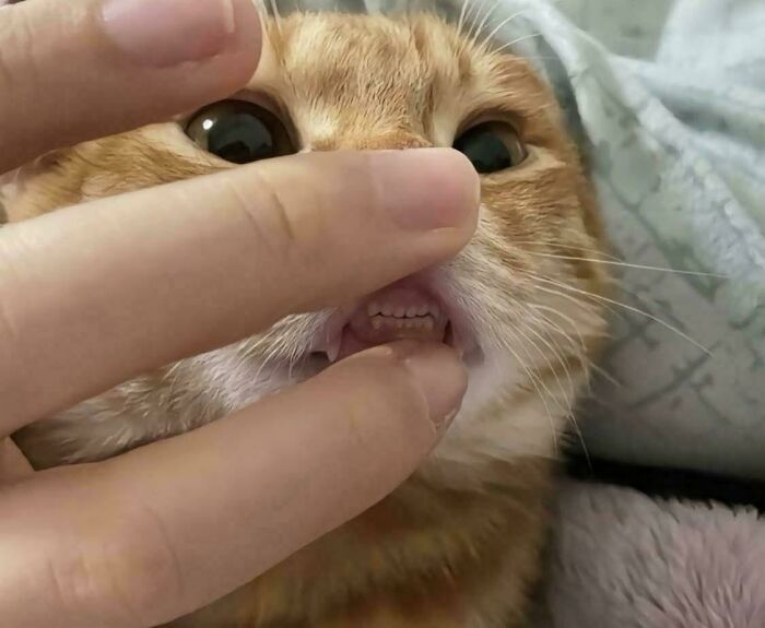 Close-up of an orange cat’s face with mouth gently opened, showing teeth and whiskers in a cozy setting.