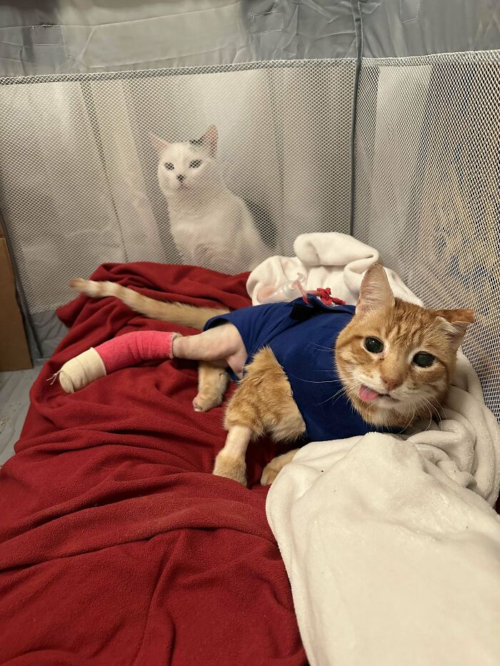 Orange cat wearing a blue outfit lying on blankets with a white cat behind a mesh barrier in the background