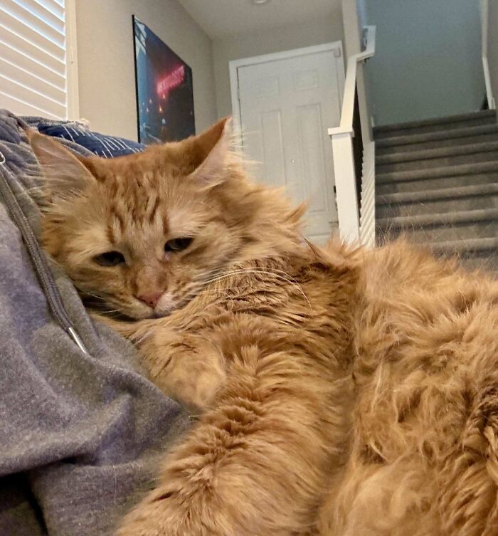 Close-up of a fluffy orange cat resting comfortably on a person wearing a gray sweatshirt indoors.