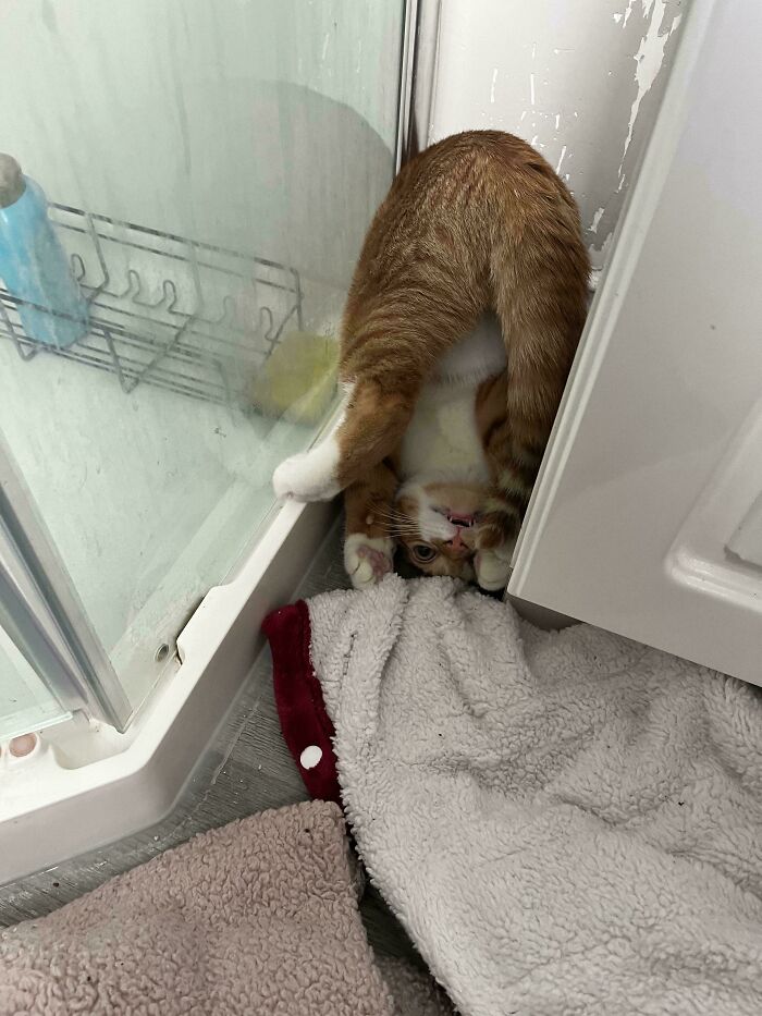 Orange cat bending awkwardly near a shower door with textured bath mats on a bathroom floor.