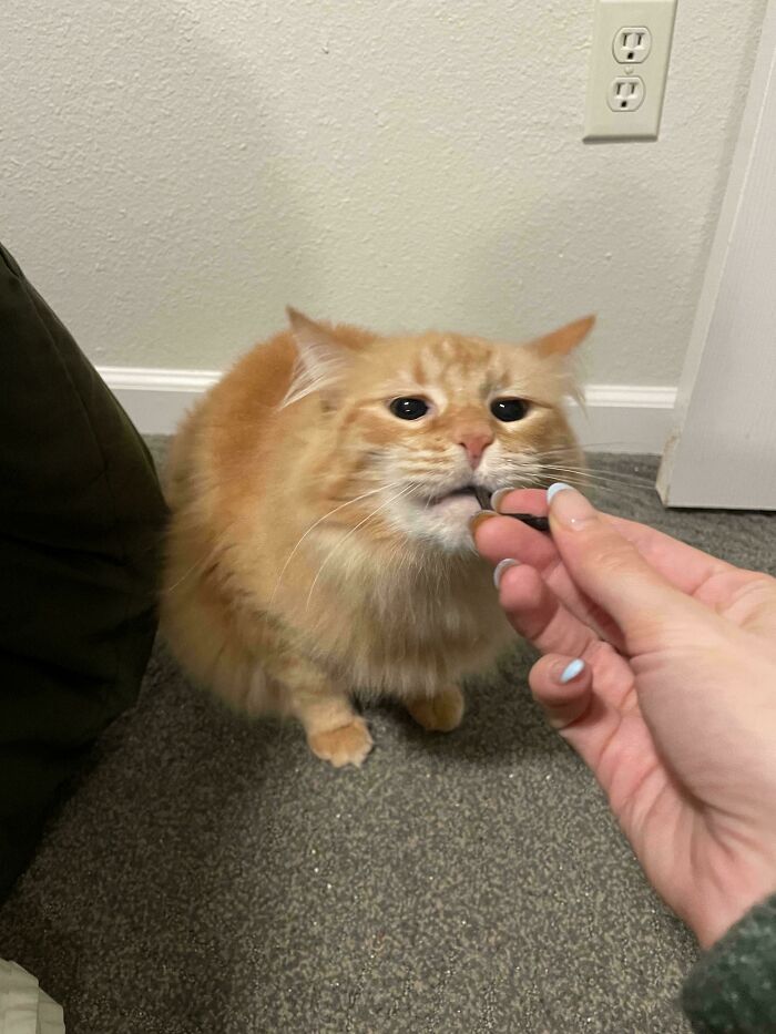 Orange cat sniffing treat being offered by a hand indoors on carpet near wall and electrical outlet.