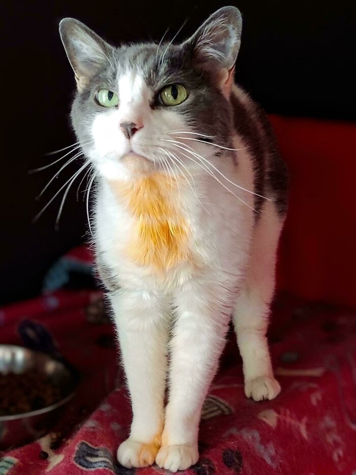 Gray and white cat with orange fur patch on chest, standing on a red patterned blanket near a bowl of cat food.