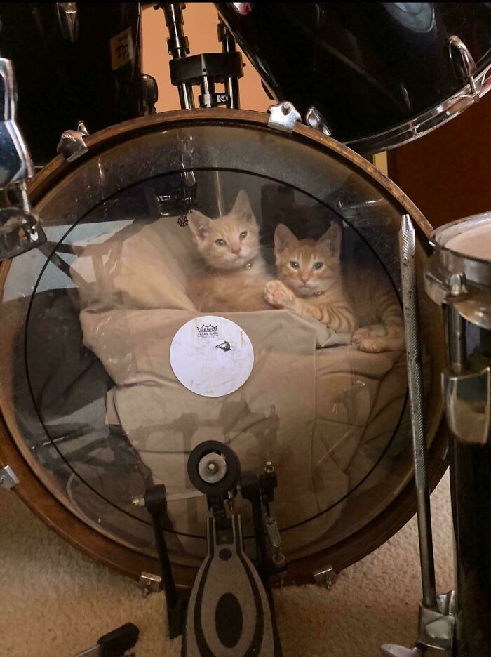 Two orange cats resting inside a drum, showcasing the quirky charm of orange cats and their shared brain cell humor.