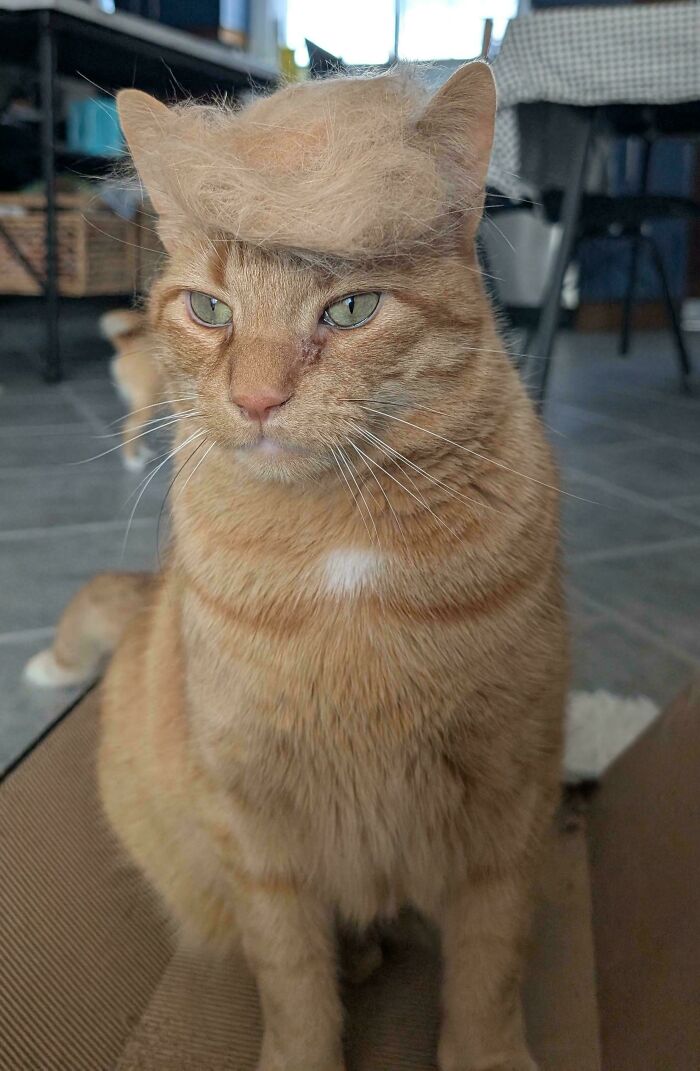 Orange cat sitting indoors with a tuft of fur placed on its head showing playful communal brain cell humor.