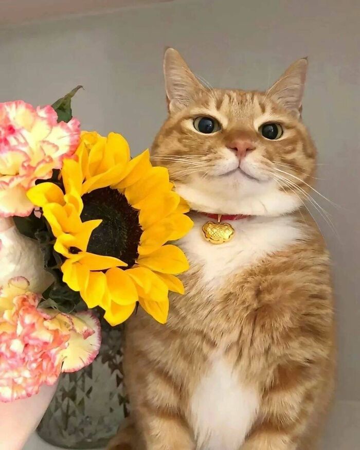 Orange cat with a red collar sitting next to yellow sunflower and pink flowers against a neutral background.