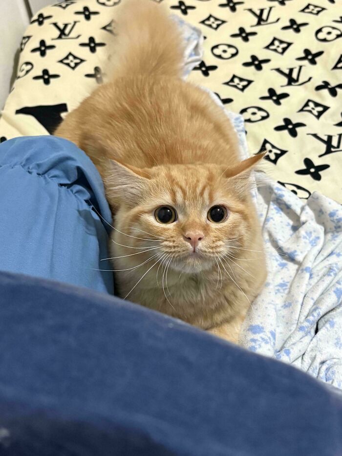 Orange cat with wide eyes sitting on patterned blanket and blue fabric, showing curious and attentive expression.