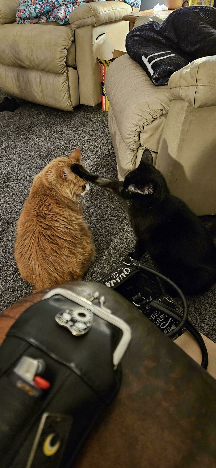 Black cat paw touching orange cat’s head on carpeted floor near beige couches in a living room setting with tools nearby.