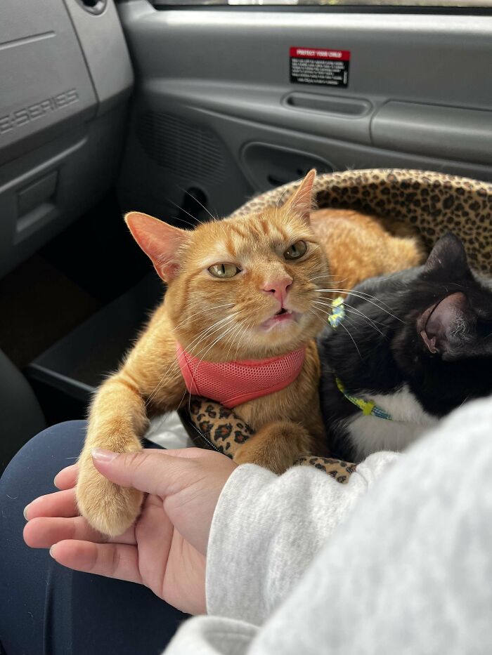 Orange cat wearing a pink collar holding a human hand while resting next to a black and white cat in a car seat.