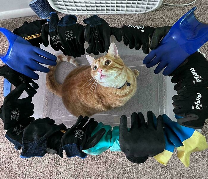 Orange cat sitting inside a container surrounded by various gloves, illustrating the communal brain cell humor of orange cats.