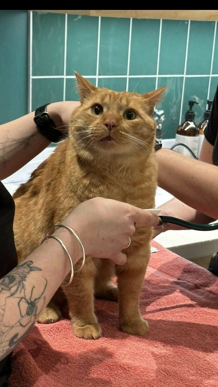 Orange cat being examined with a stethoscope by tattooed person on a red towel in a veterinary setting.