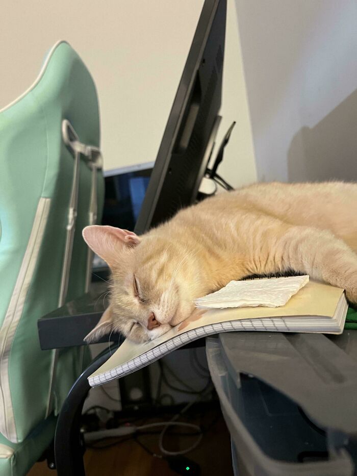 Orange cat sleeping on an open notebook next to a computer monitor and a mint green chair in a home office setting.