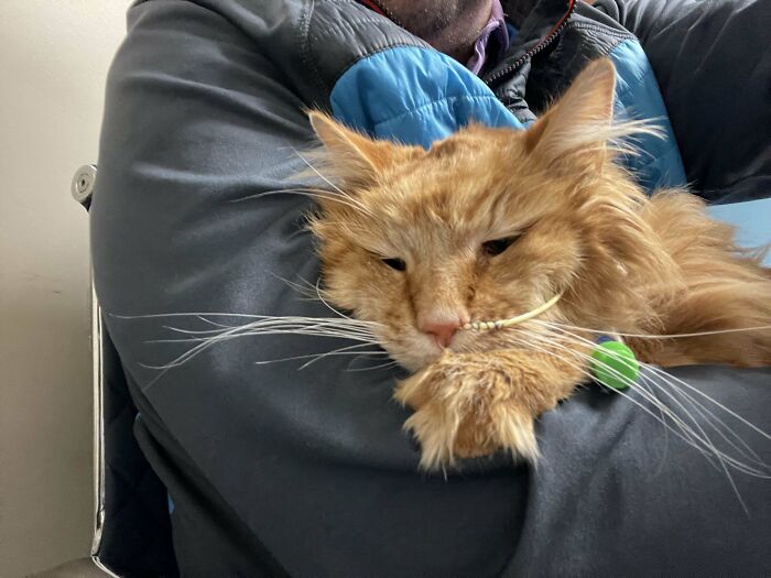 Orange cat resting in a person's arms, showing relaxed expression and soft, fluffy fur close-up.