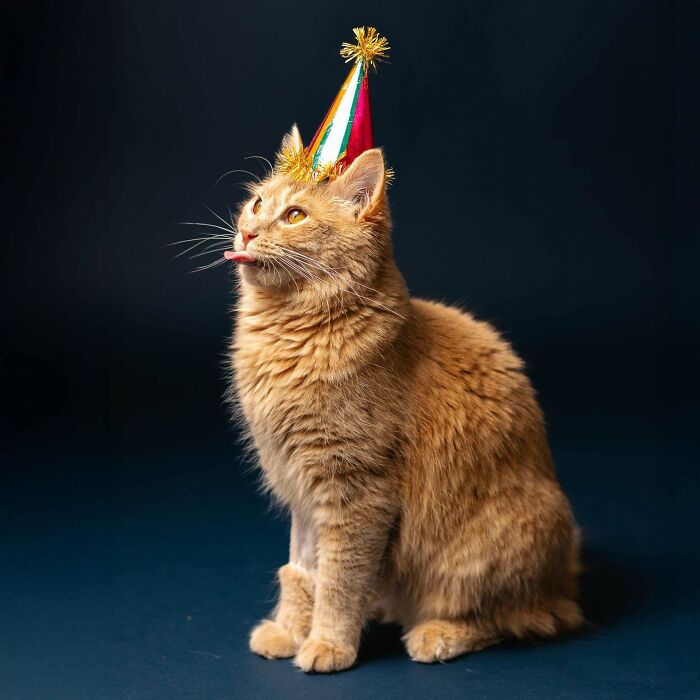 Orange cat wearing a colorful party hat, sitting against a dark background with its tongue sticking out.