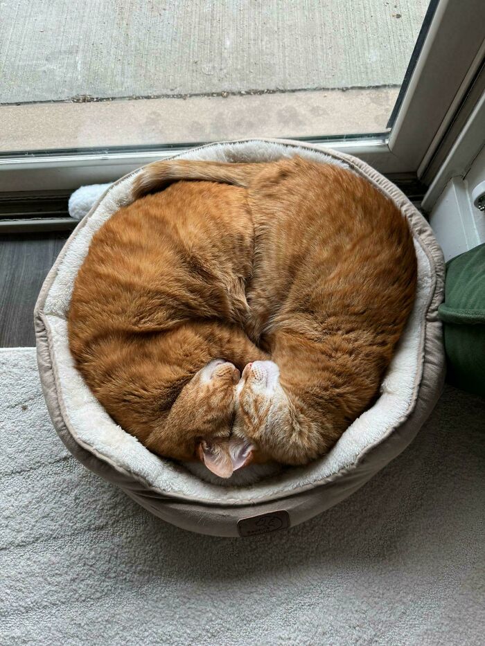 Two orange cats curled up together in a cozy bed, illustrating the bond of orange cats sharing one communal brain cell.