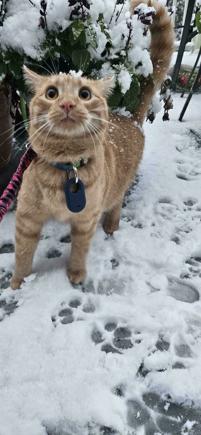 Curious orange cat with wide eyes standing in snow with paw prints, showcasing playful communal brain cell humor.