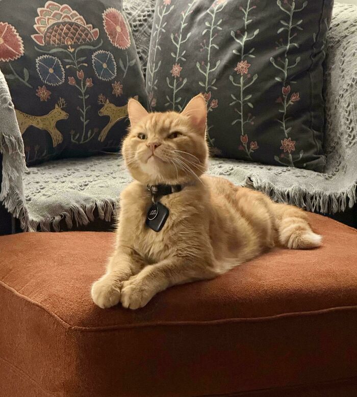 Orange cat with collar lying on a rust-colored ottoman in front of floral and animal patterned cushions.