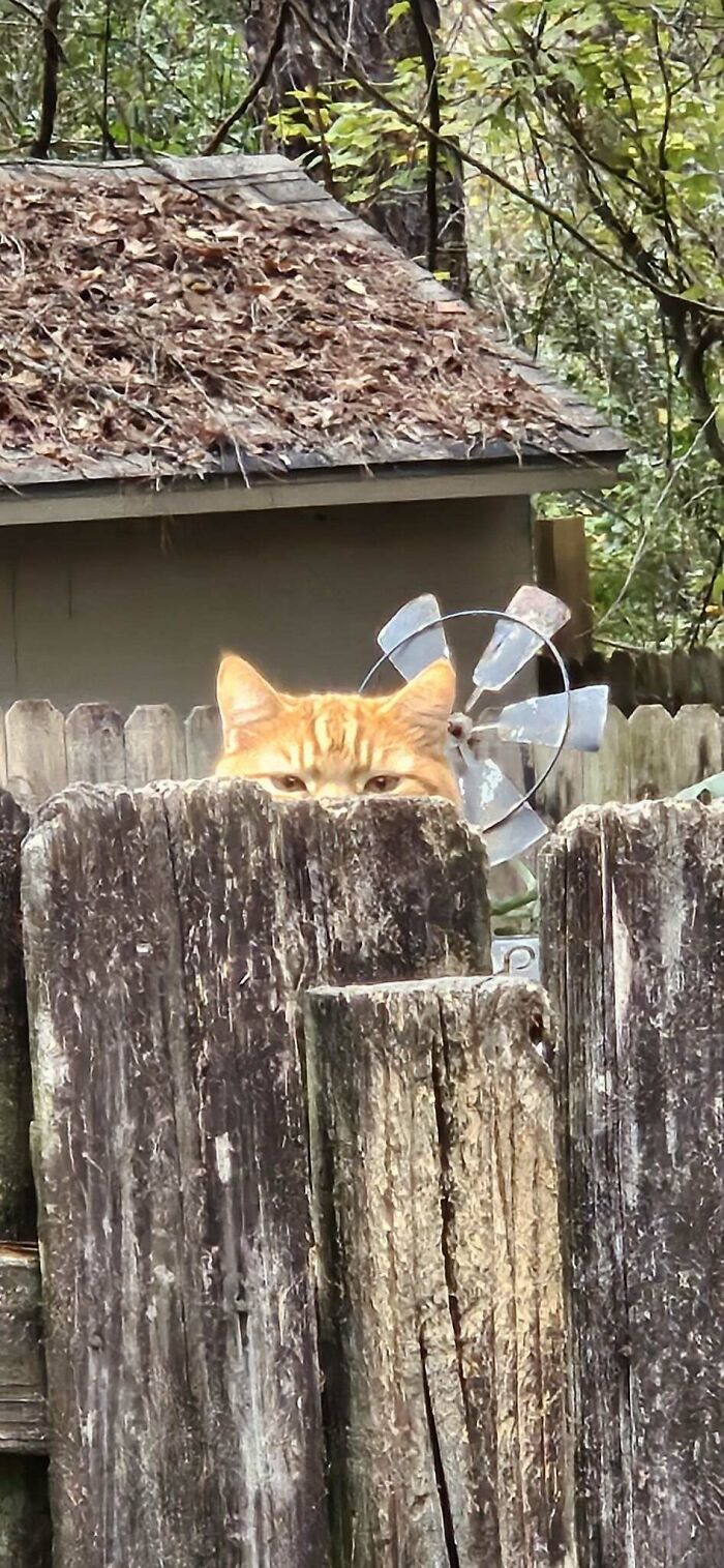 Orange cat peeking over a weathered wooden fence in a backyard with autumn leaves and trees in the background.