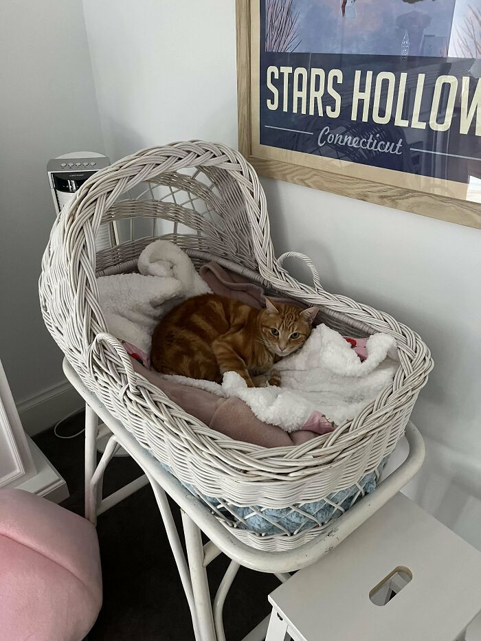 Orange cat resting on soft blankets inside a white wicker basket in a cozy indoor setting.