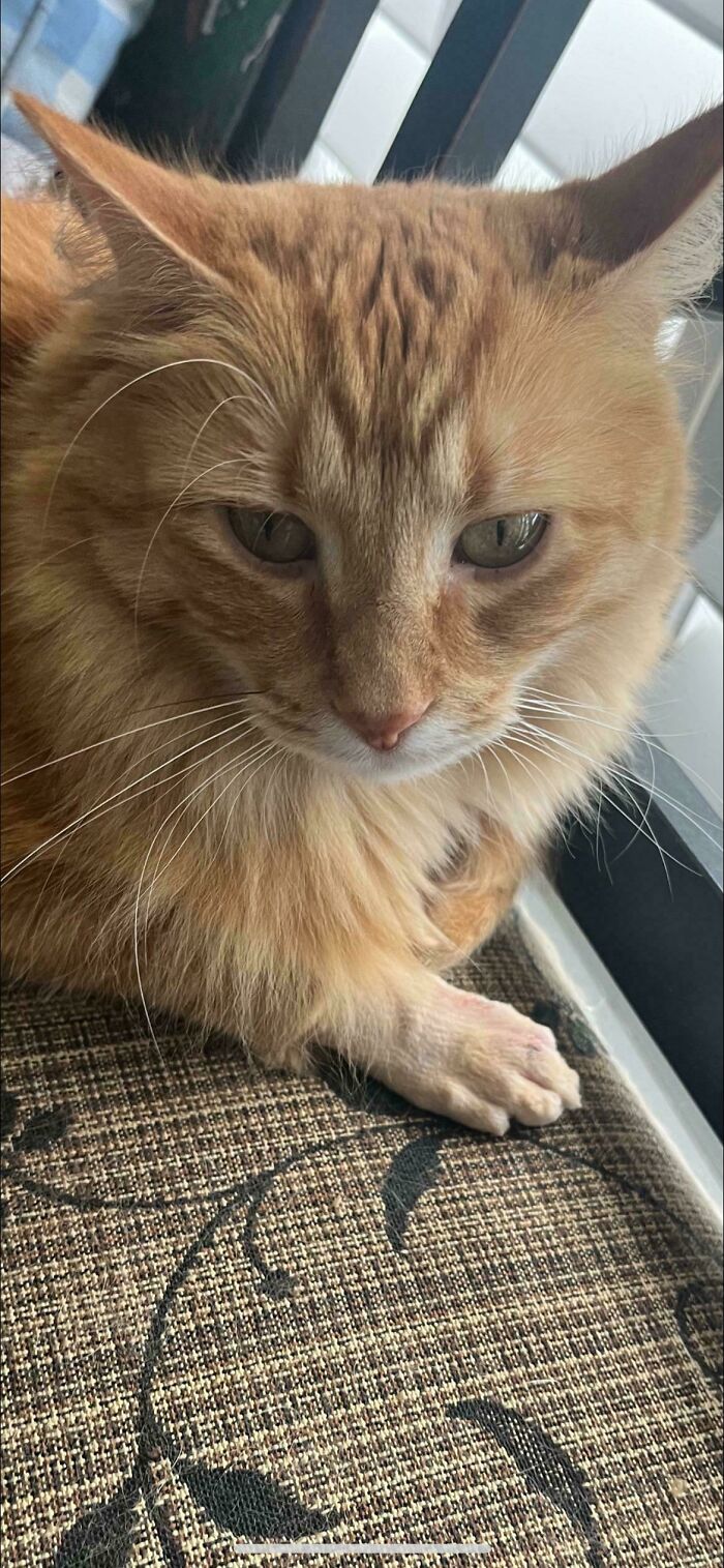 Close-up of an orange cat resting on a patterned fabric surface with a calm expression, showcasing its fur and whiskers.