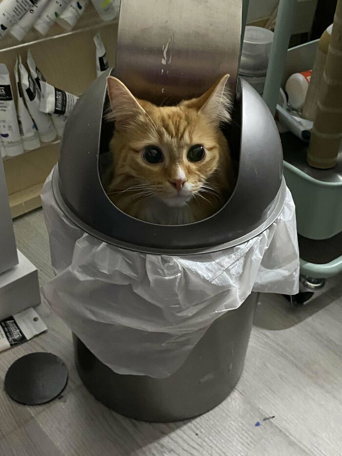 Orange cat peeking out from inside a gray trash can, surrounded by art supplies in a cluttered room.