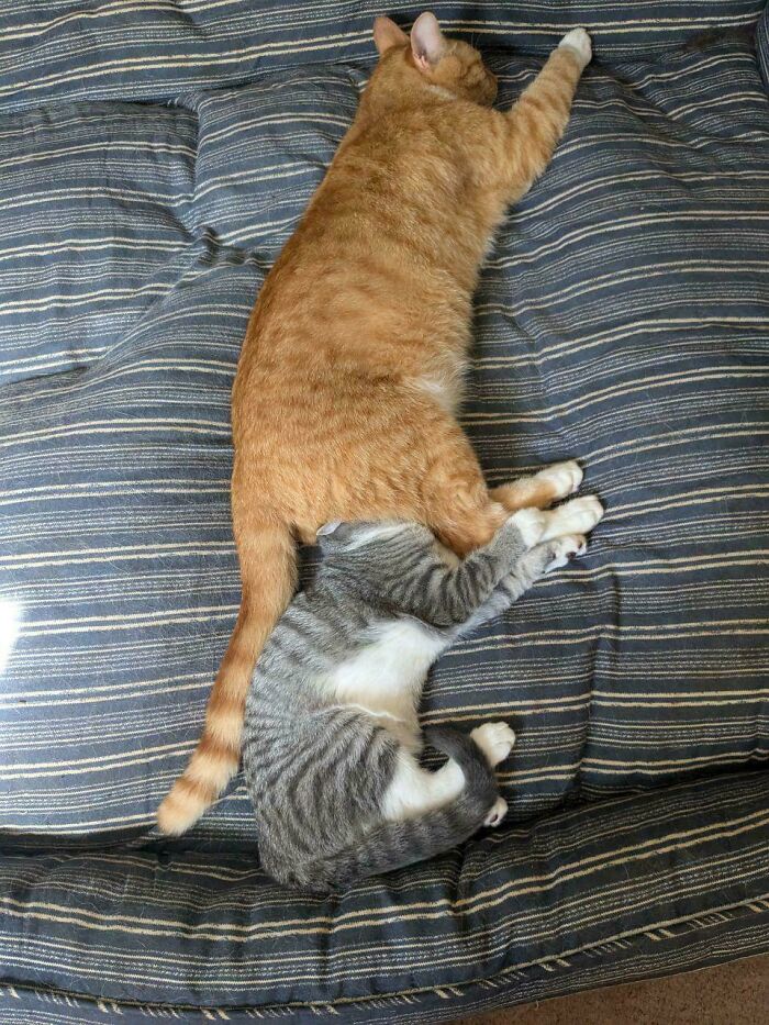 Orange cat and gray tabby kitten cuddling on striped cushion, showcasing the quirky communal brain cell behavior of orange cats.