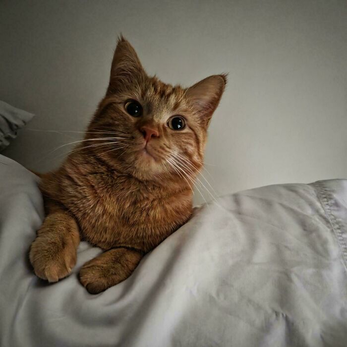 Orange cat with striking eyes resting on a bed, showcasing typical curious and playful expression of orange cats.