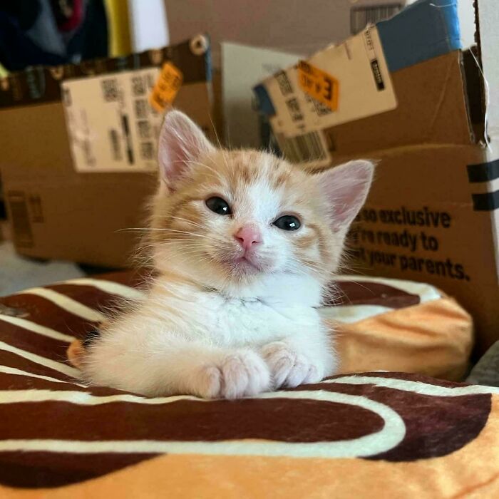 Orange kitten resting on a patterned blanket with cardboard boxes in the background, showcasing orange cats' communal nature.