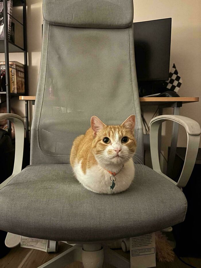 Orange cat sitting on a gray office chair, looking directly at the camera in a home office setting.