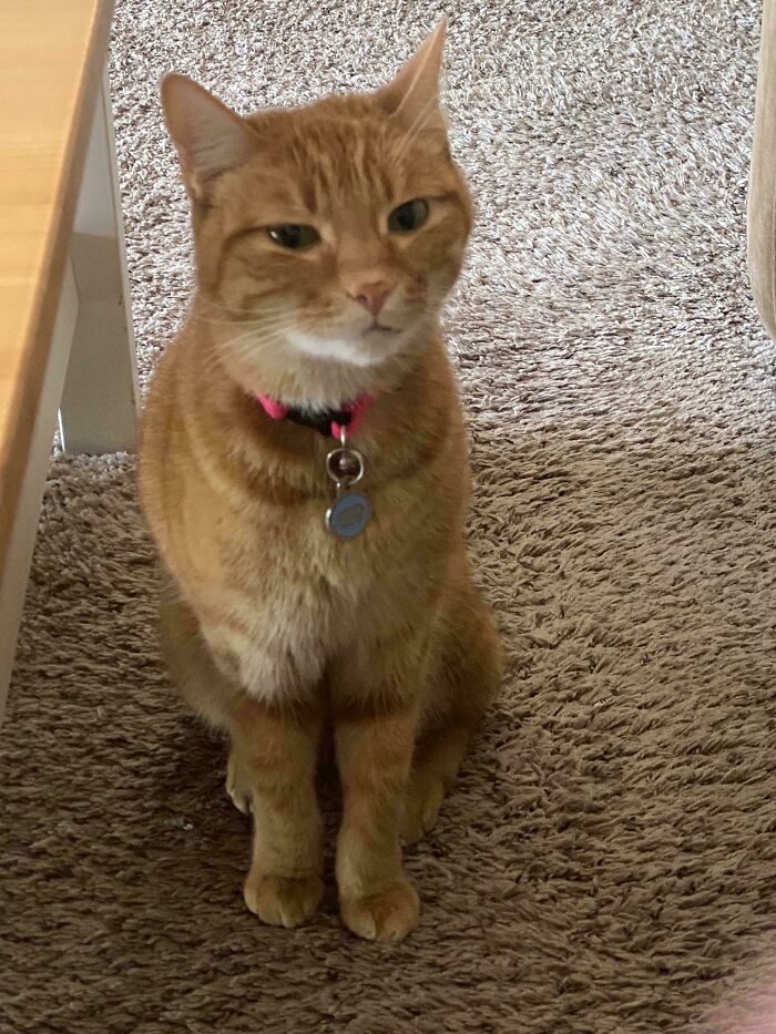 Orange cat with a collar sitting on a textured carpet looking intently forward indoors.