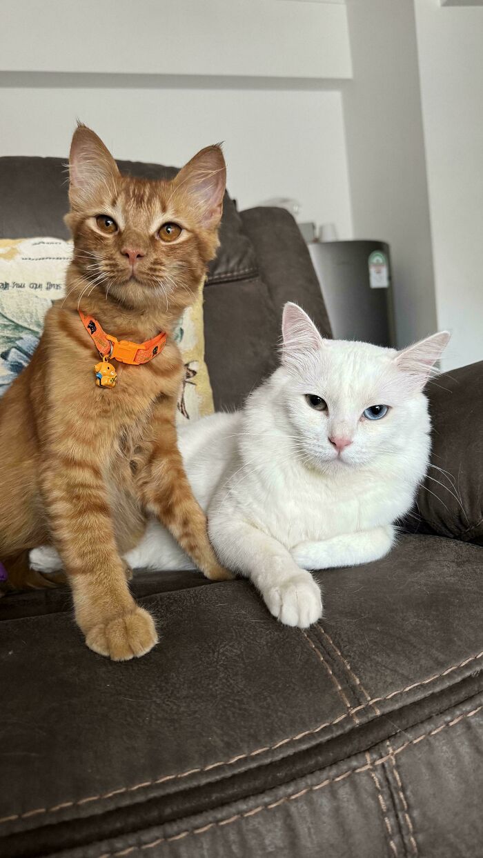 Orange cat with collar sitting next to a white cat on a brown couch, showcasing typical orange cat behavior.