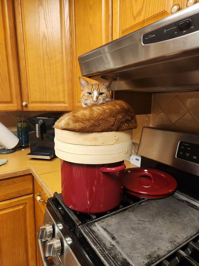 Orange cat curled up on kitchen stove inside bamboo steamer resting on red pot.