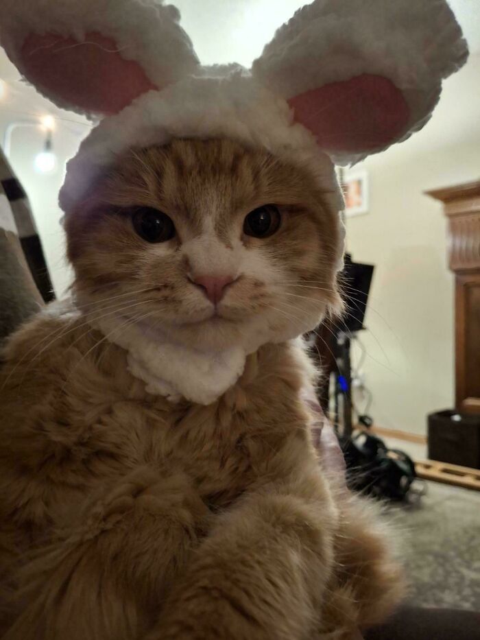 Orange cat wearing fluffy bunny ears indoors, showcasing playful and adorable feline personality in a cozy home setting.