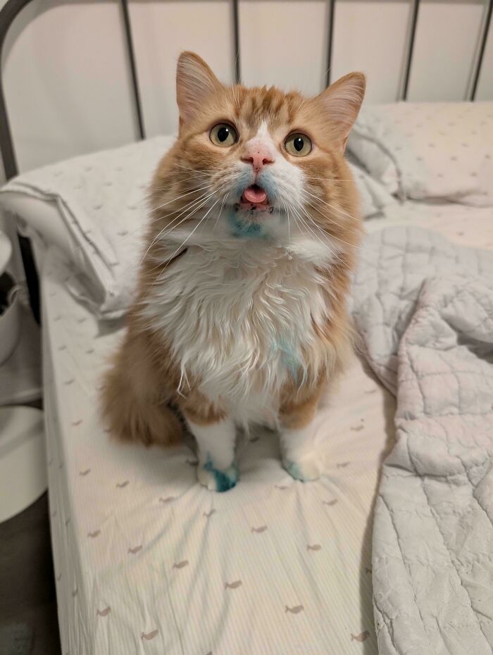 Orange cat with blue paint on mouth and paws sitting on a bed, showcasing quirky and playful orange cats behavior.