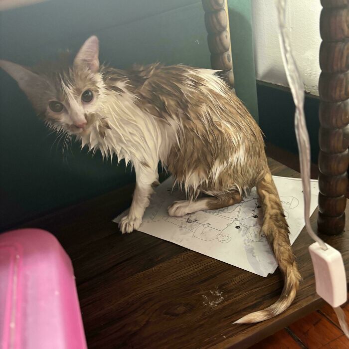 Wet orange cat sitting on a wooden surface with papers underneath, showing a slightly bedraggled appearance indoors.